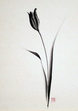 Tulip